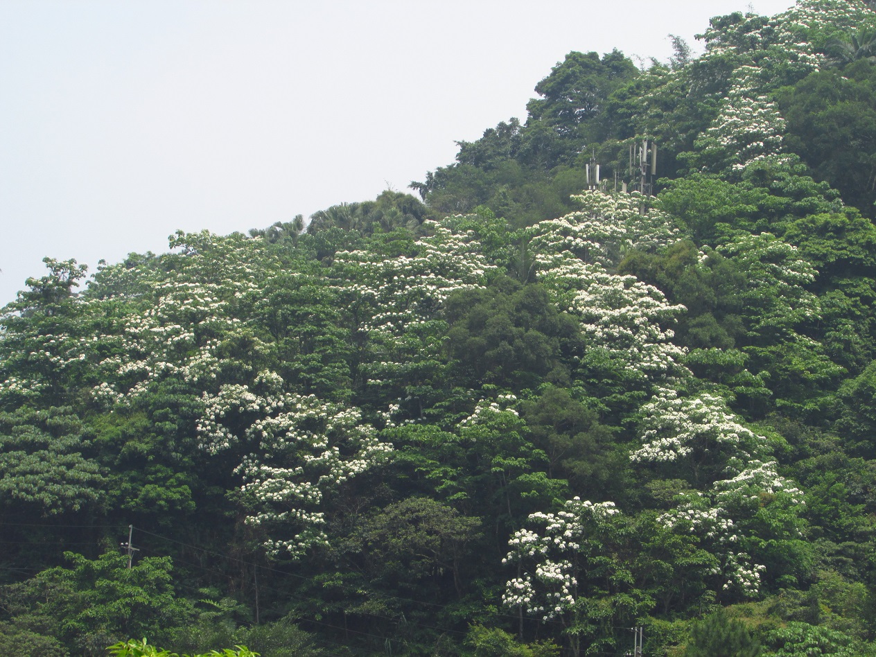 滿山的油桐花海。