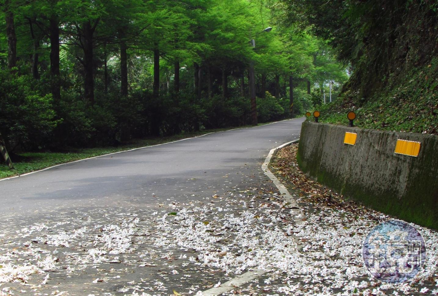 石碇區內的幾條縣道山路,不時可見桐花落滿路面。