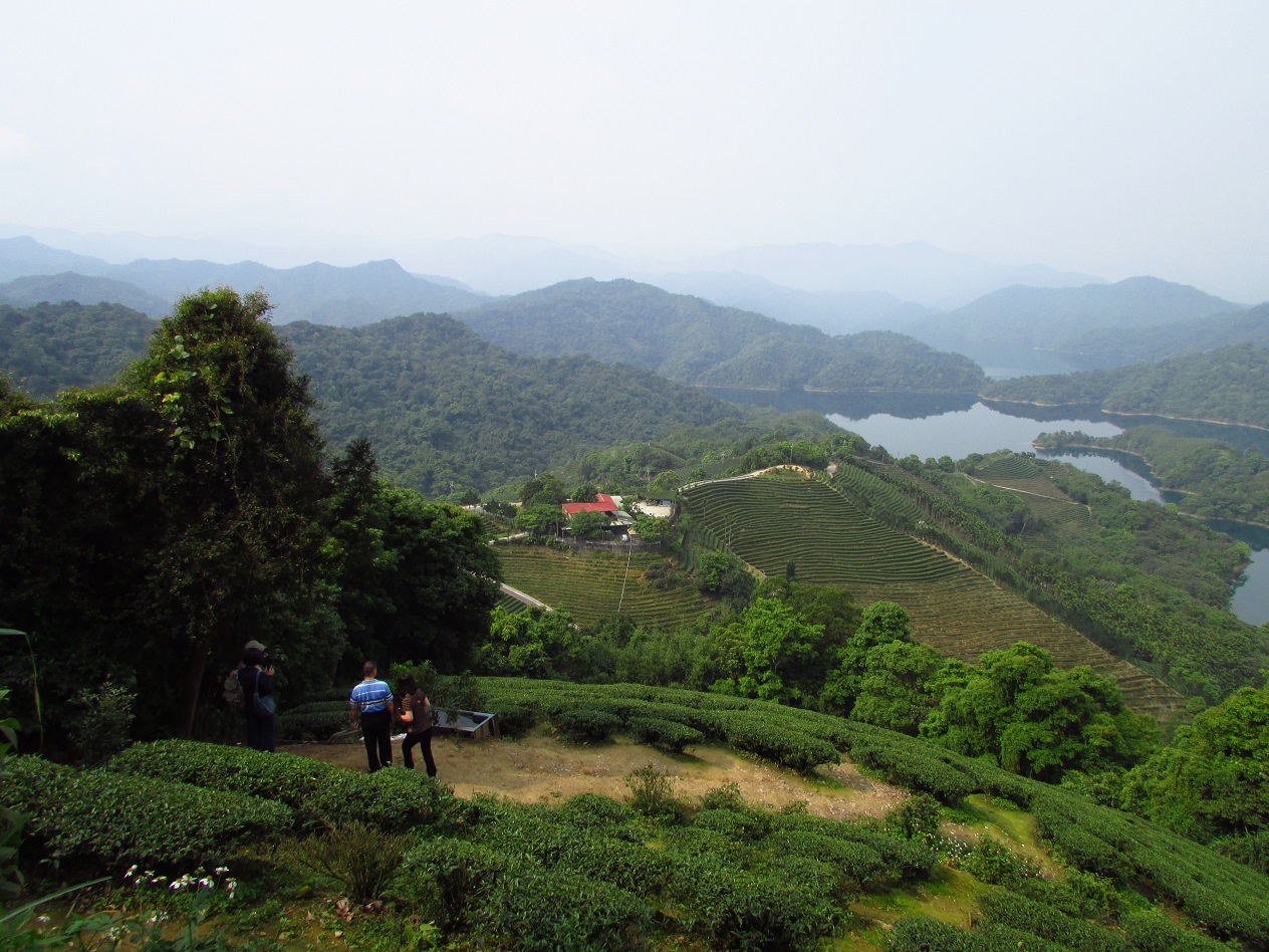 石碇有名的景點「千島湖」附近是美麗的茶園。