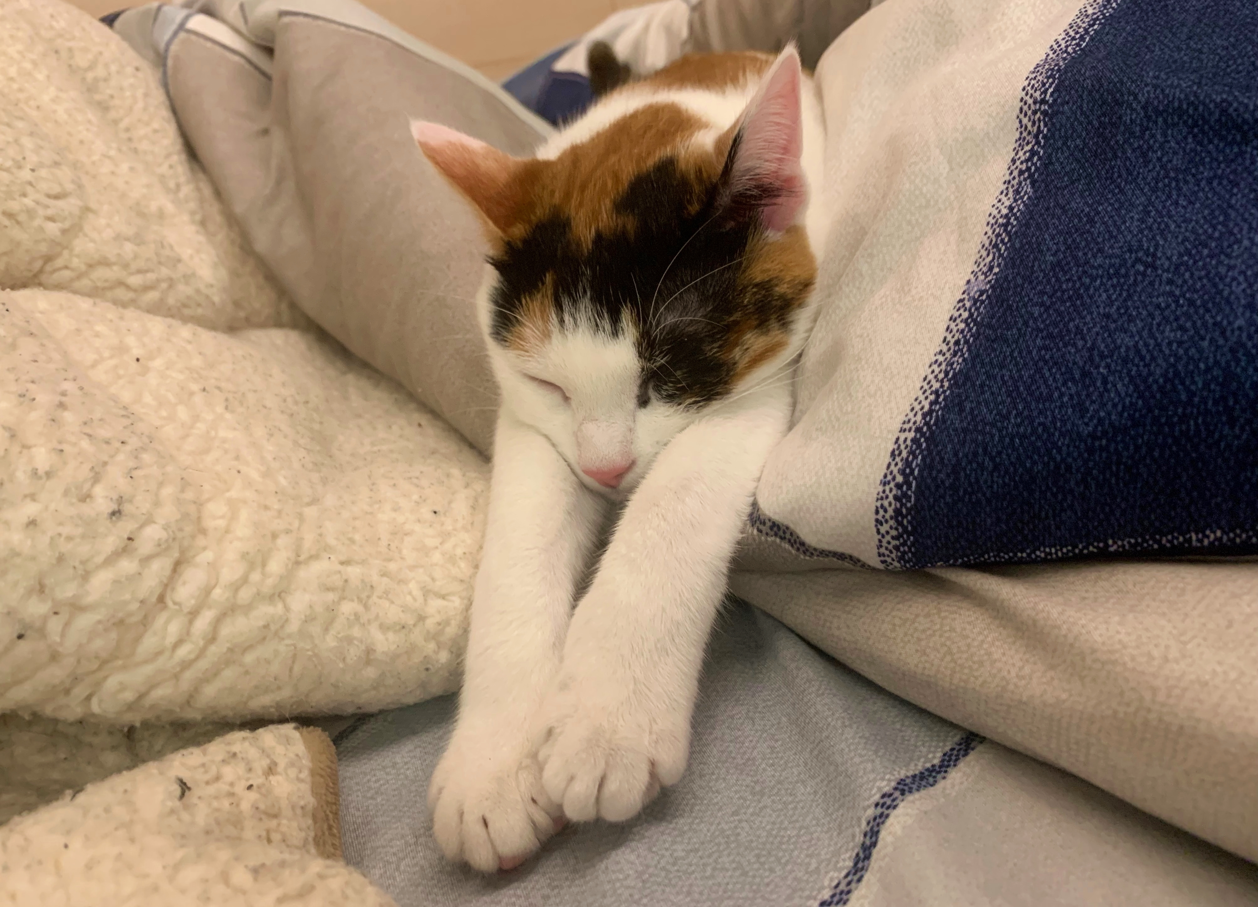 美國紐約州2隻寵物貓證實感染武漢肺炎，成為全美寵物確診首例。（示意圖，讀者提供）