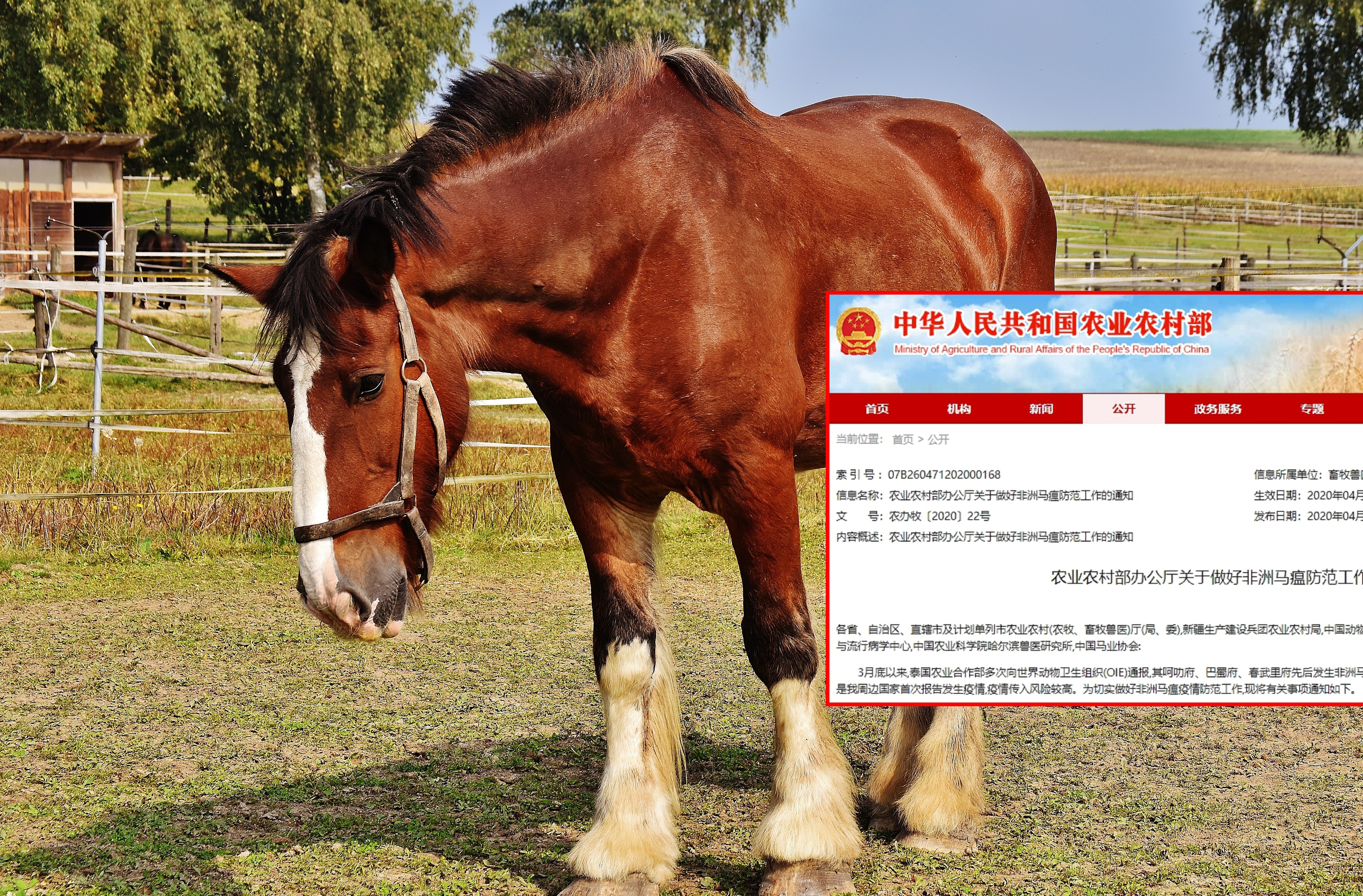 泰國近來多次通報非洲馬瘟疫情，讓中國如臨大敵。圖為示意圖，非染疫馬隻。（pexels、中華人民共和國農業農村部官網）