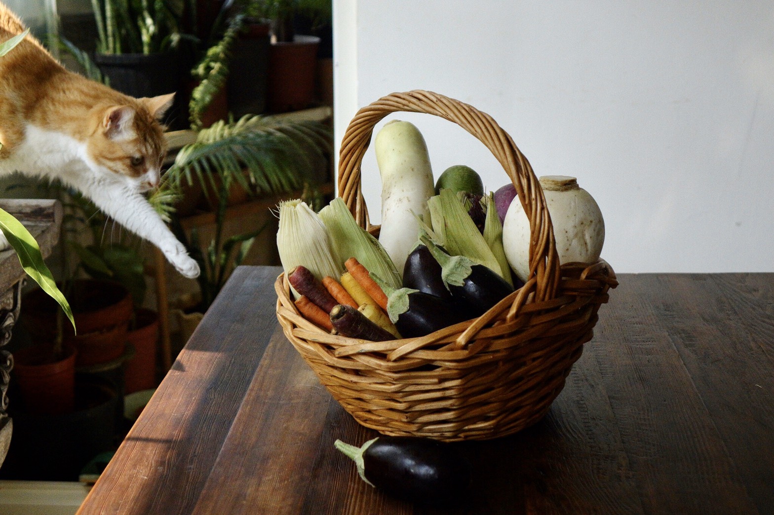 新冠肺炎疫情危機仍未解除，在家作菜吃飯，若能訂購到像米其林餐廳御用蔬菜「元氣家」這樣美麗綻放的蔬果回家細細料理，心情也很繽紛。
