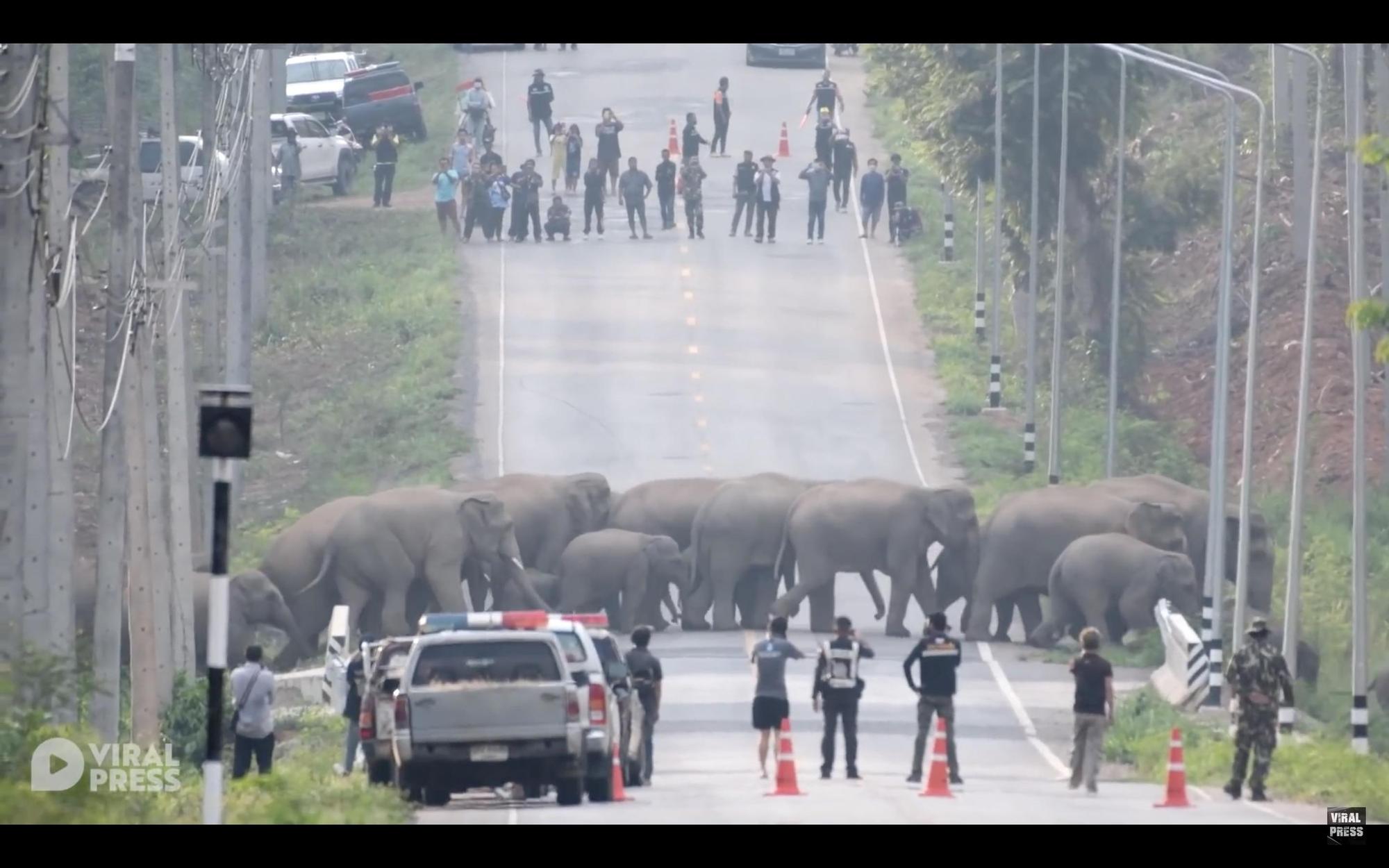 在泰國有野生的象群遷徙途經馬路,警方緊急封鎖該條道路使牠們能平安渡過。(翻攝自Viral Press Youtube頻道)