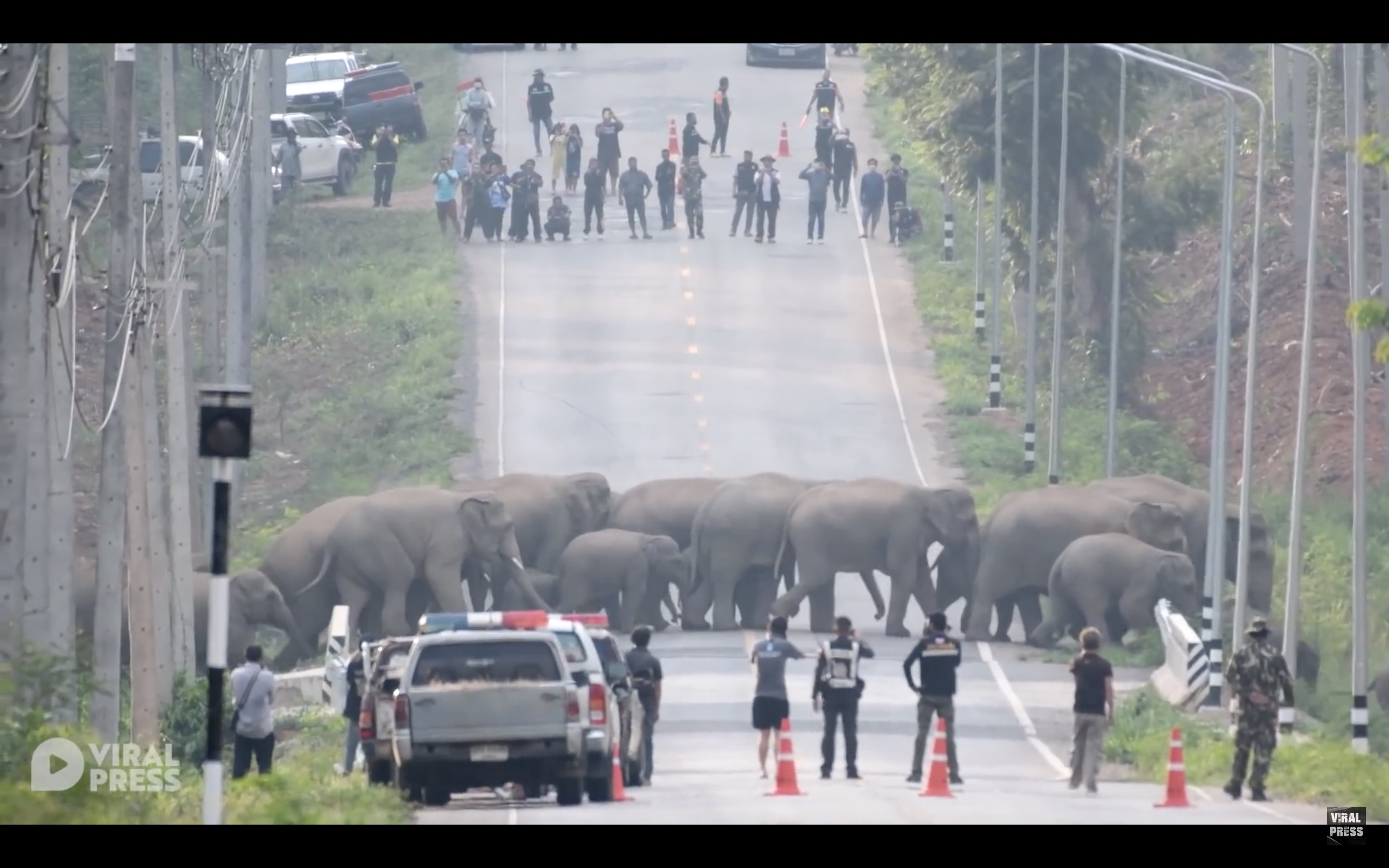 在泰國有野生的象群遷徙途經馬路，警方緊急封鎖該條道路使牠們能平安渡過。（翻攝自Viral Press Youtube頻道）