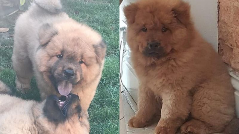 新北市動保處22日接獲板橋後埔派出所警員通報，一名廖姓男子將活體倉鼠、鴿子餵家中犬隻。示意圖，非當事狗。（翻攝自英國每日郵報）