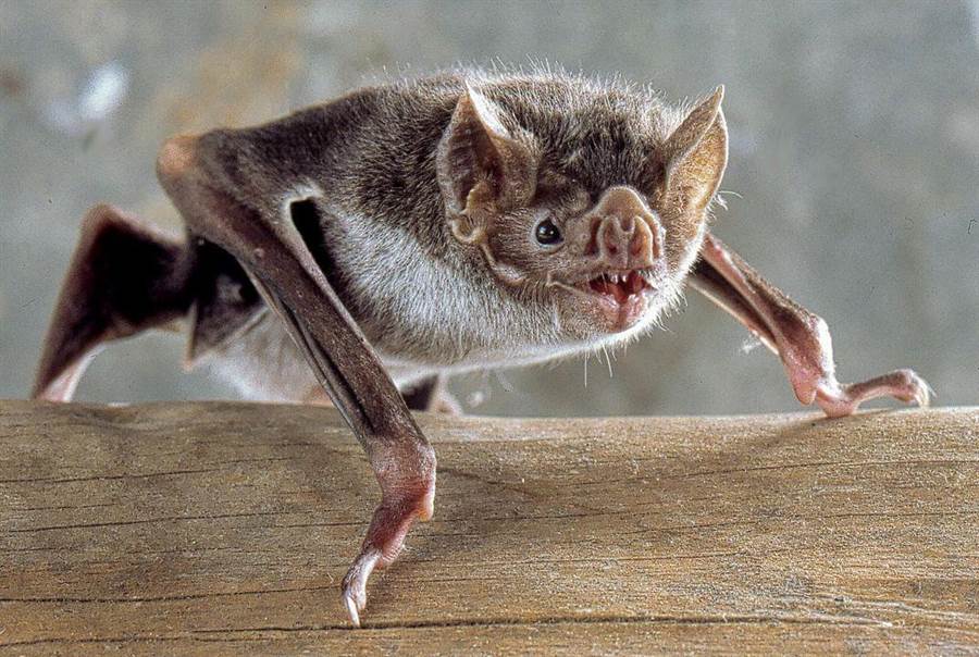 最新發現2013年在雲南蝙蝠洞的樣本，跟新冠病毒幾乎96.2％相似。示意圖。（翻攝自史密森尼學會）