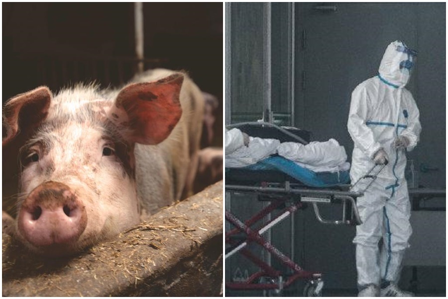 中國先是爆發非洲豬瘟，接著武漢肺炎，疫情都相當慘。（翻攝自pexels、香港衛視HKS微博）