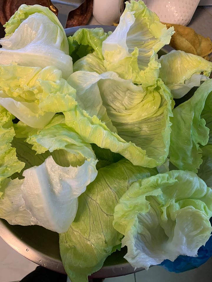 生菜葉能輕易剝成一片片。
