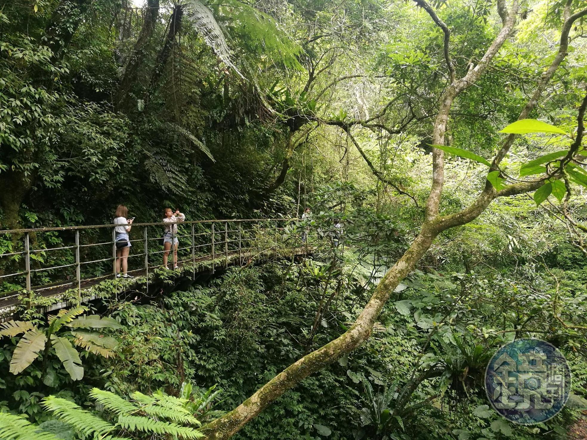 「林美石磐步道」幾乎全程走在濃密樹蔭之中。