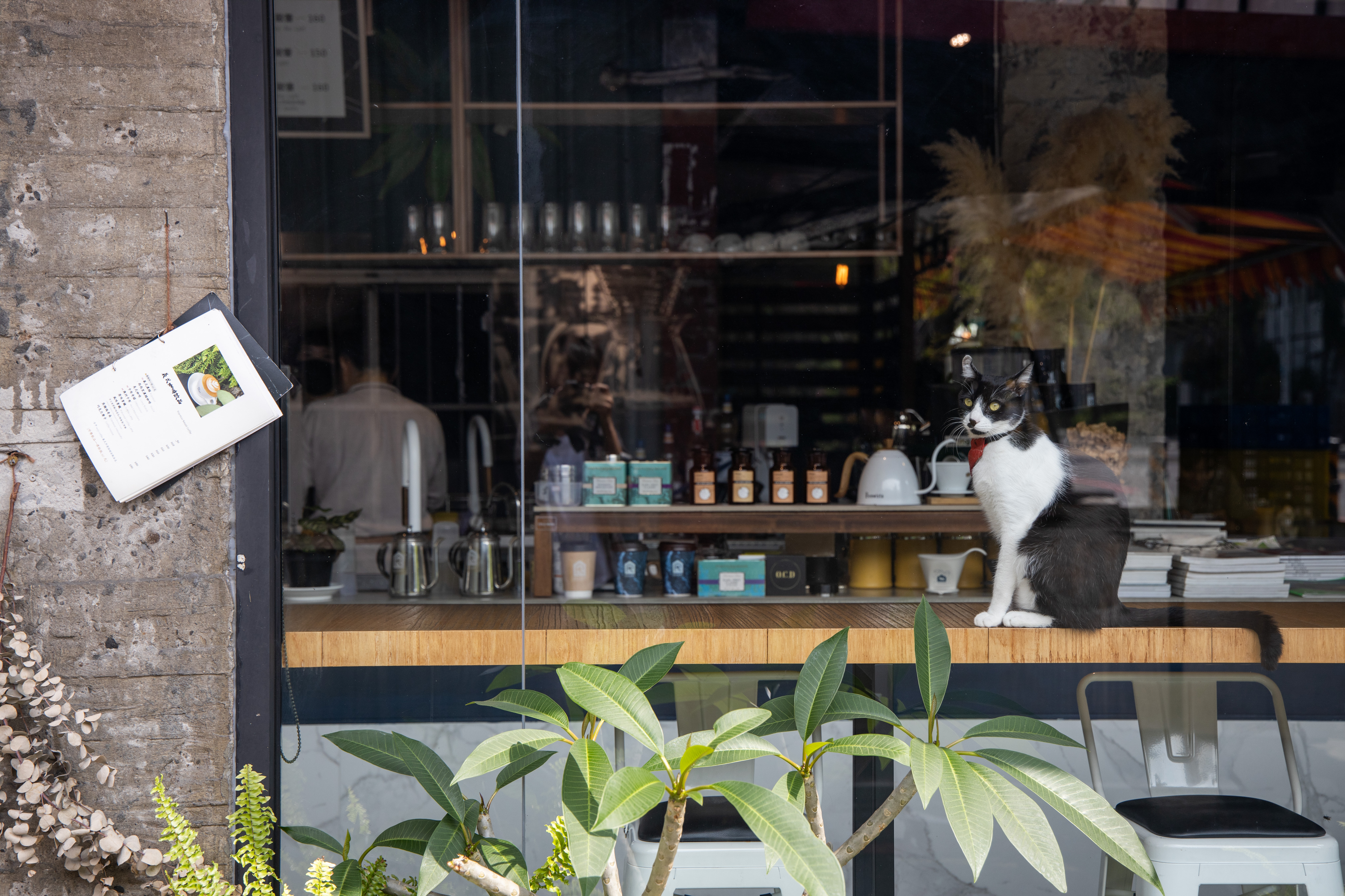 可愛的店貓偶爾會現身。