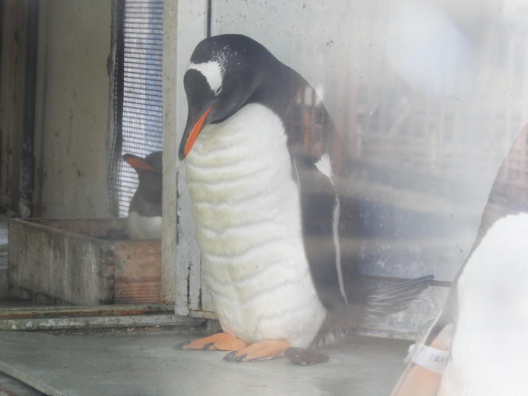 日本北海道小樽水族館po出一張「企鵝腹肌」照片後,意外在網路上引發熱議,甚至有網友驚訝直呼「到底做了什麼訓練?」(翻攝自推特)