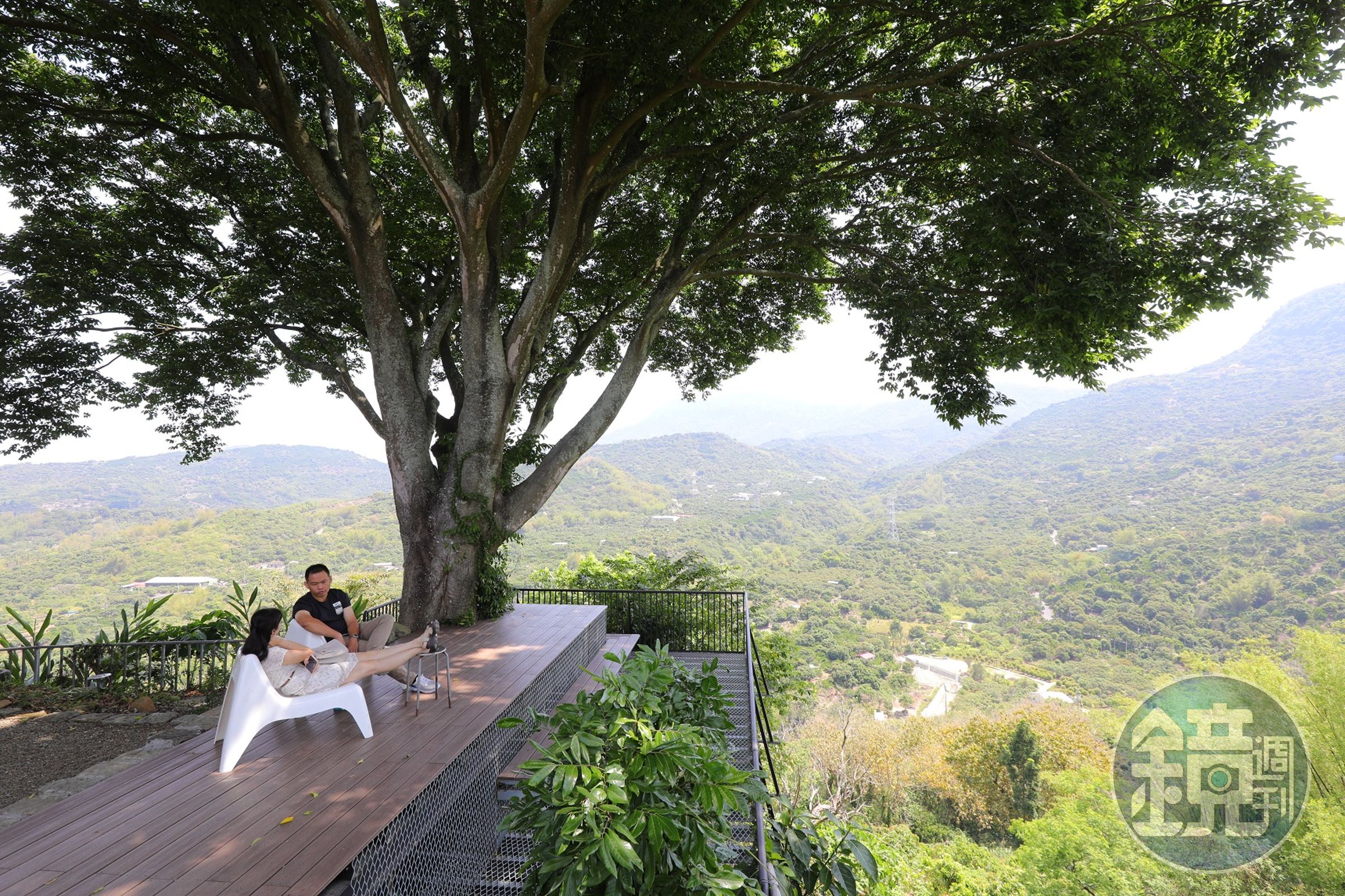 兩百多歲的朴子老樹下，適合在此觀山、聽風、甚至打個盹。