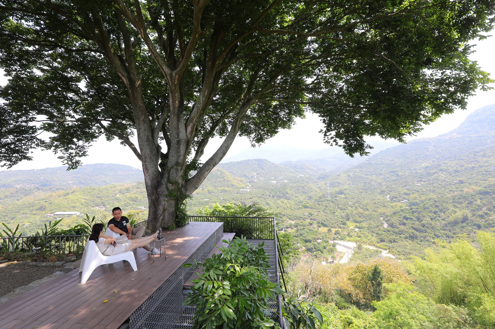 兩百多歲的朴子老樹下，適合在此觀山、聽風、甚至打個盹。