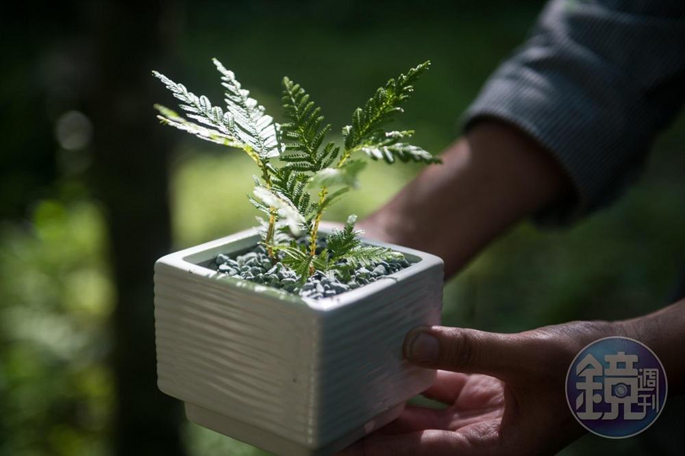 採集好植物後,準備完成「森林狂想曲手作小盆栽」。