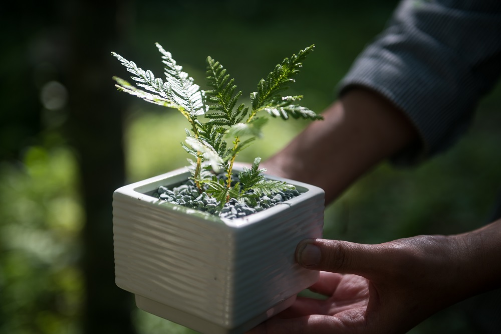 採集好植物後，準備完成「森林狂想曲手作小盆栽」。