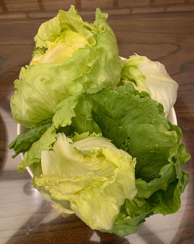 剝好後，脫去水分的生菜葉。