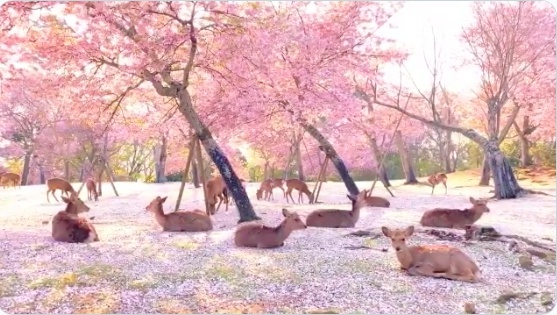 外籍觀光客銳減的奈良，鹿群躺在櫻花毯上休息。（翻攝自推特@KikiPhotoWorks）