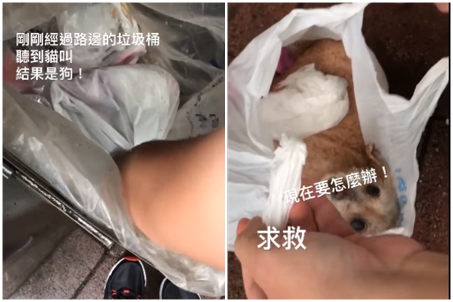 有民眾聽見路邊垃圾桶傳來哀嚎聲,沒想到是一隻被包在「打死結垃圾袋」的貴賓狗。(翻攝自臉書)
