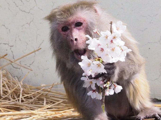 京都市動物園已高齡42歲的獼猴「勤子」，近日被金氏世界紀錄認證為是世界上最年長的獼猴。（翻攝自京都市動物園推特）