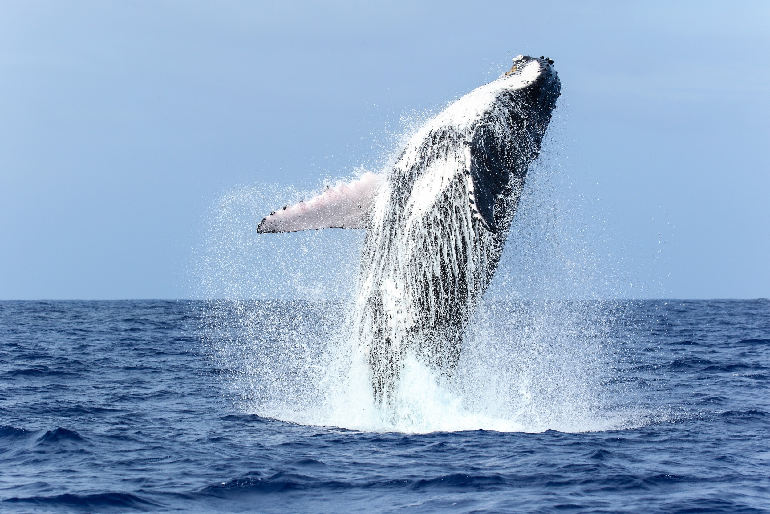 鯨豚攝影師金磊遠赴東加王國拍攝大翅鯨從水中躍起的壯觀畫面。（金磊攝影、提供）