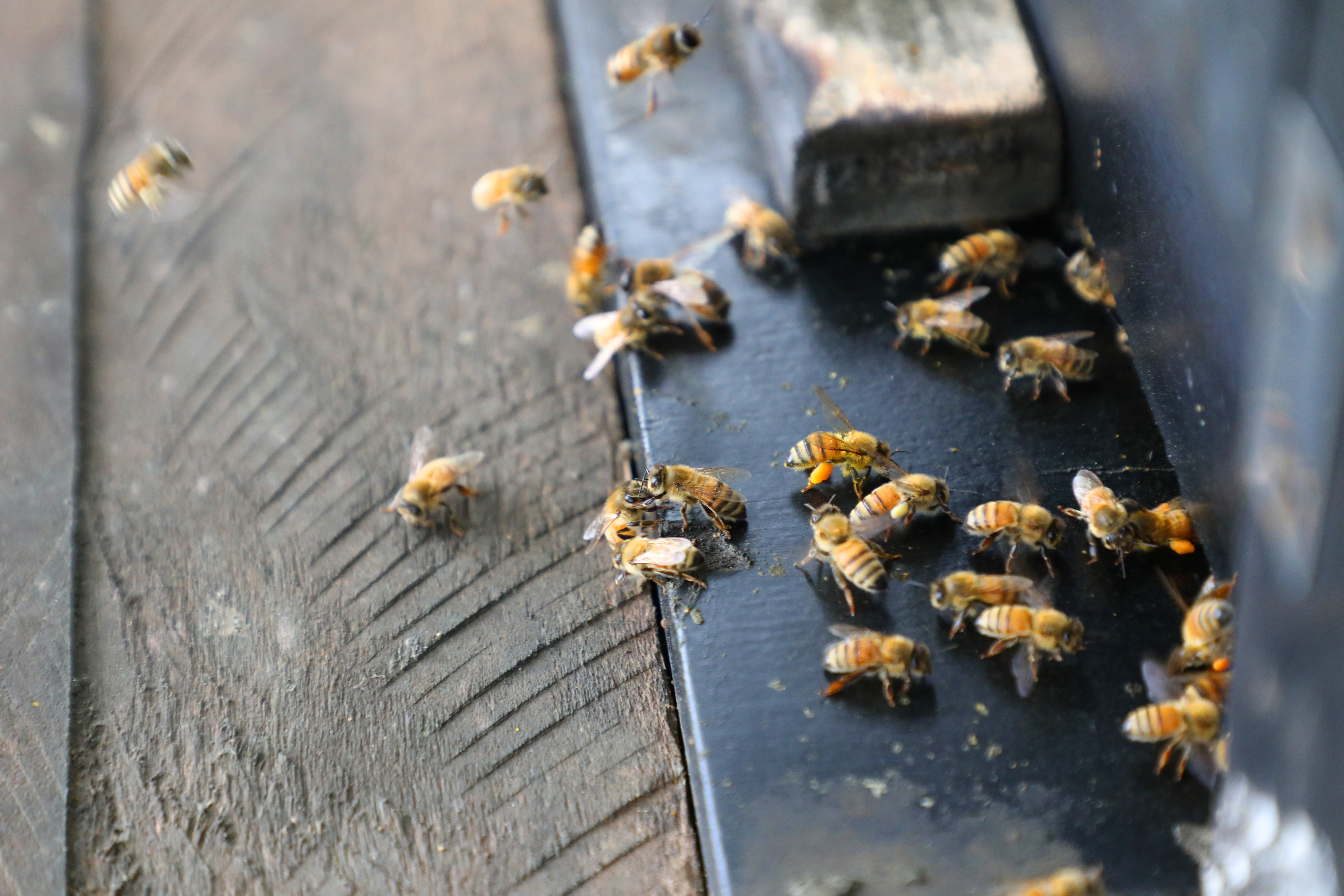 蜜蜂飛來飛去採蜜超療癒。