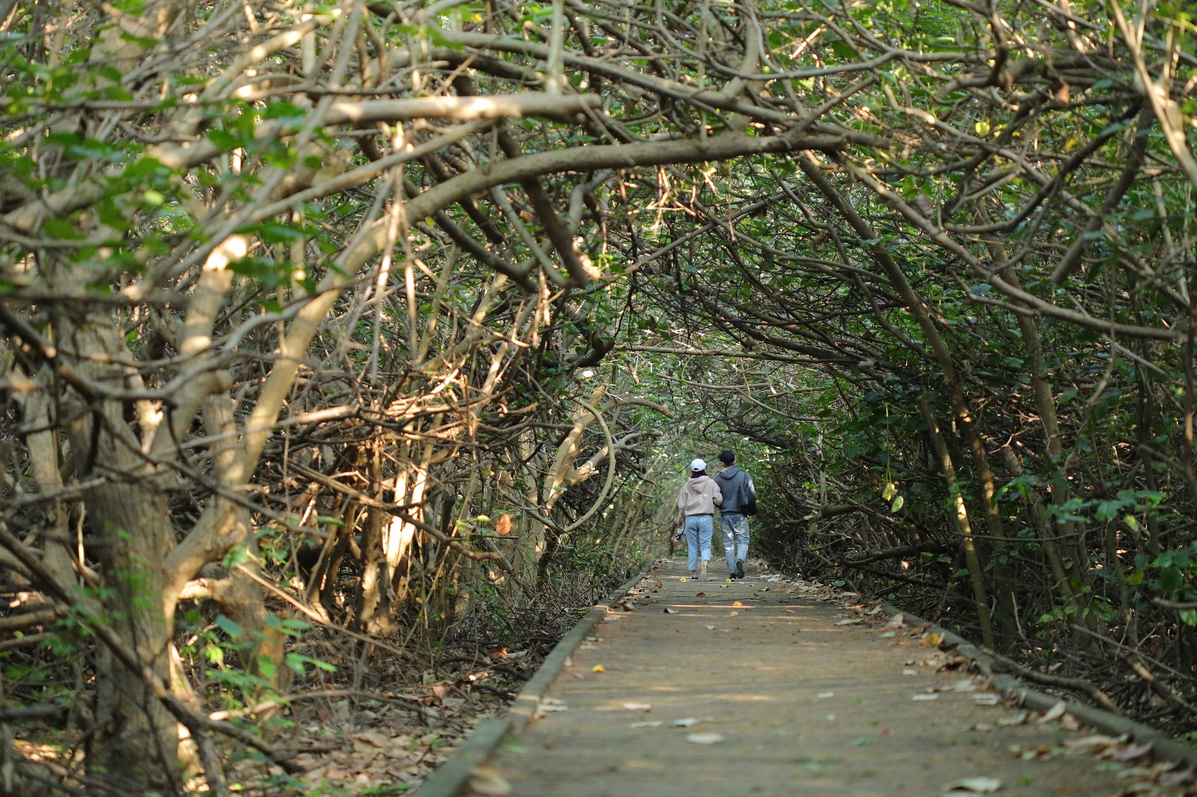 「橋頭海灘公園」防風林交錯出深幽而寧靜的綠色隧道。