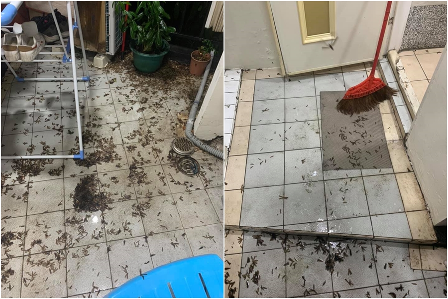 台南有民眾家裡因為暴雨成了另類受災戶，地板全是大量飛蟻。（翻攝自台南爆料公社臉書社團）
