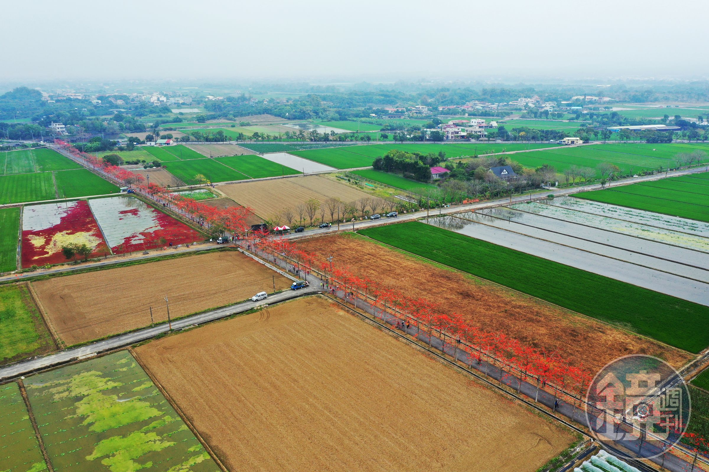 白河林初埤木棉花道周邊還有特殊雙色田園景緻。