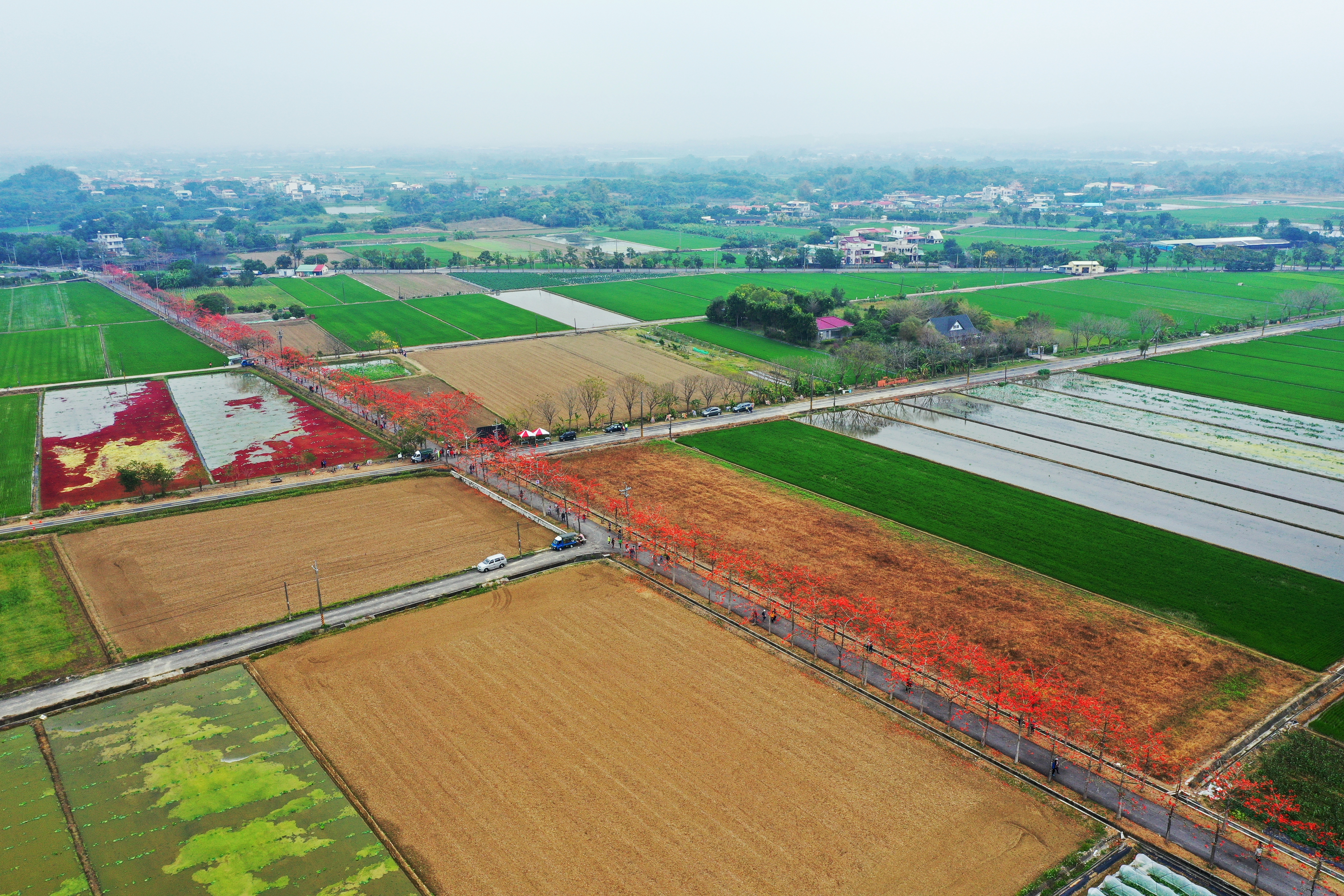 白河林初埤木棉花道周邊還有特殊雙色田園景緻。