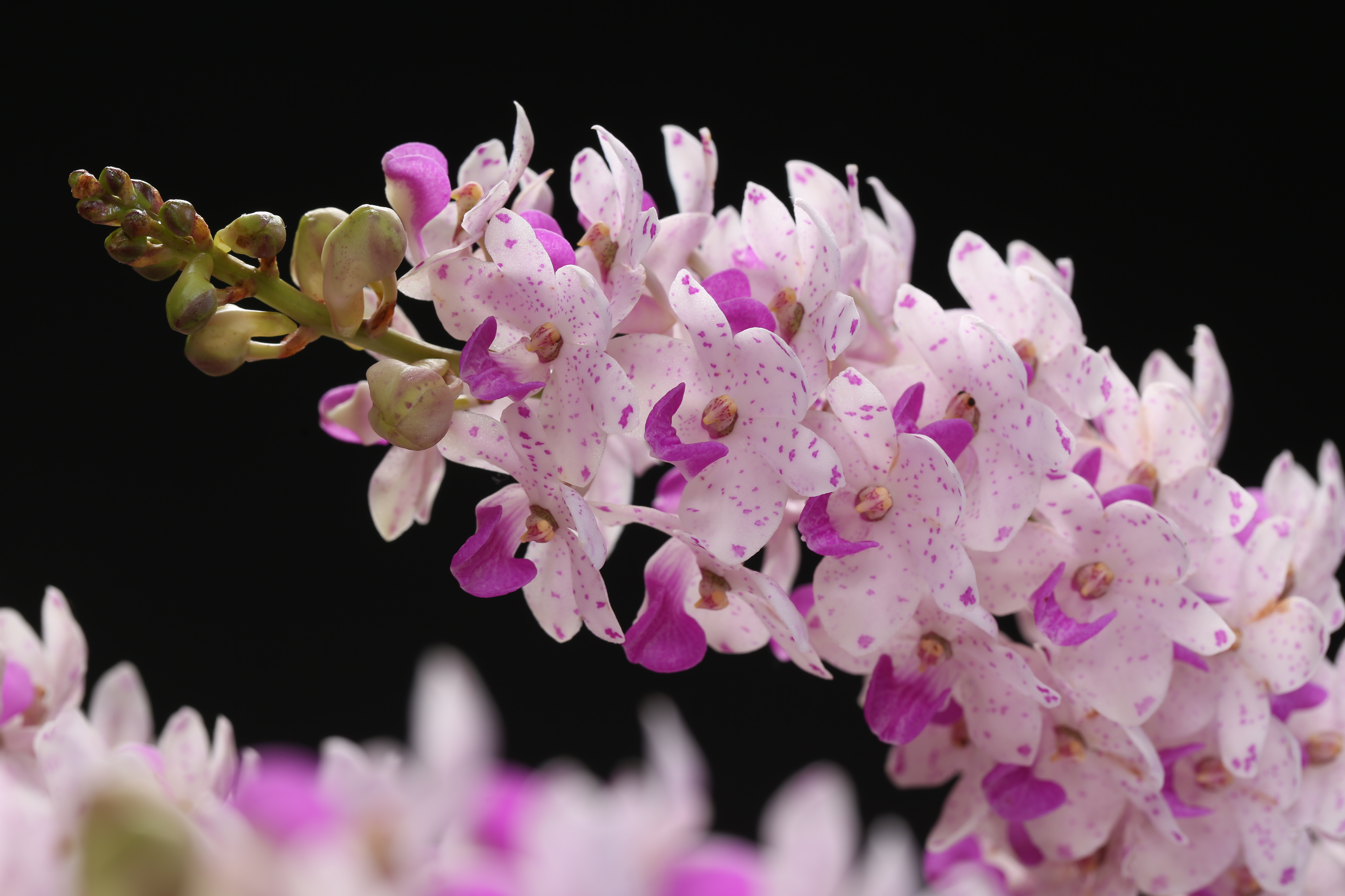 2019臺灣國際蘭展，拿下蘭花競賽全場總冠軍的狐狸尾蘭，18梗開出近千朵花，華麗氣勢、王者之風，讓國際見到臺灣的花實力。（臺灣蘭花產銷發展協會提供）