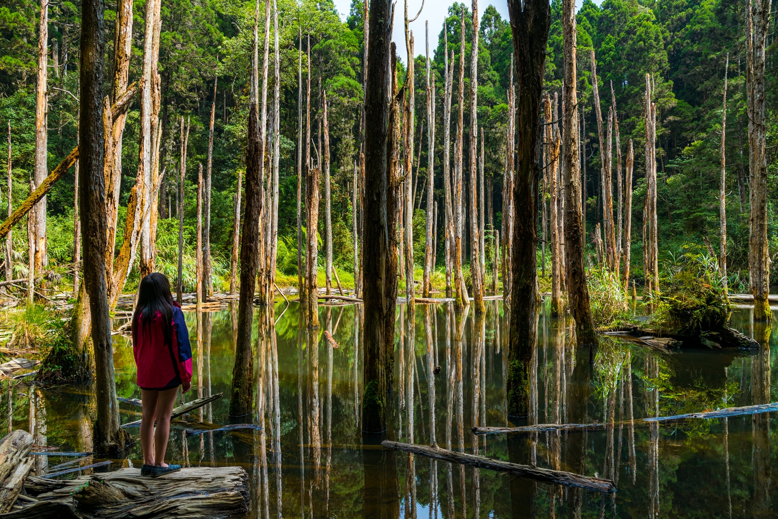 忘憂森林的景觀,讓不少人前去取景拍照。
