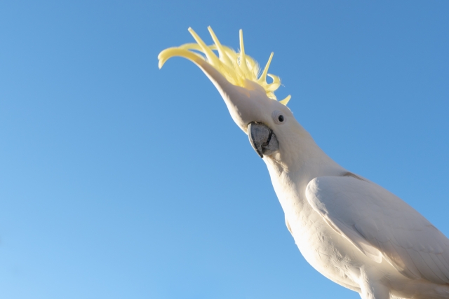 寵物鸚鵡因喊著「你為什麼要打我？」被警方列為命案的目擊證鳥。示意圖，非當事鳥。（圖源：Photo-AC）