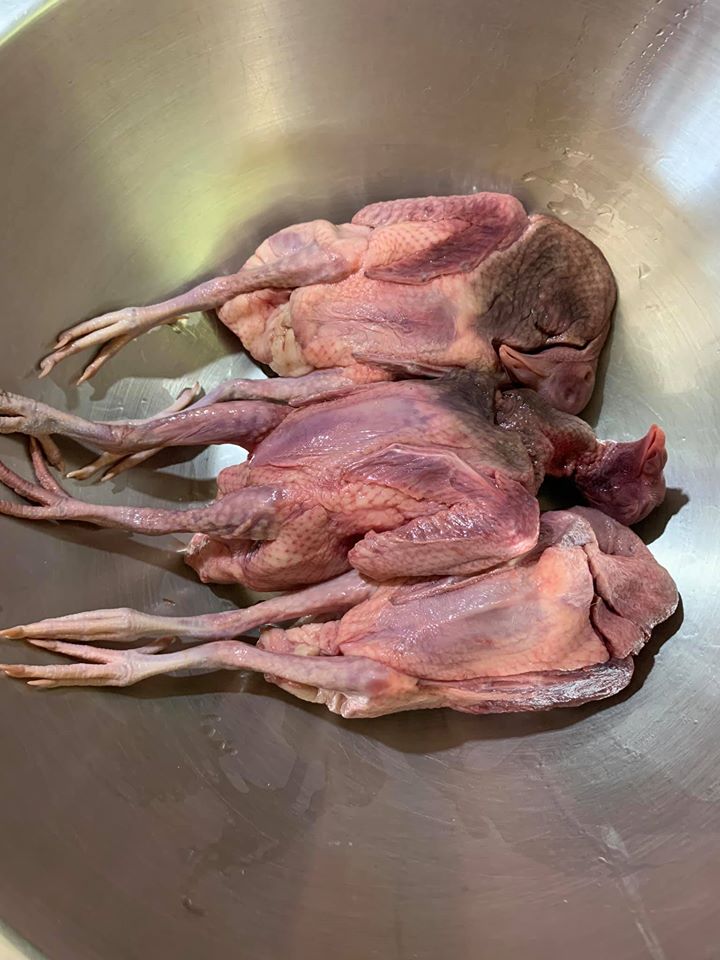 3隻鴿子解凍之後。