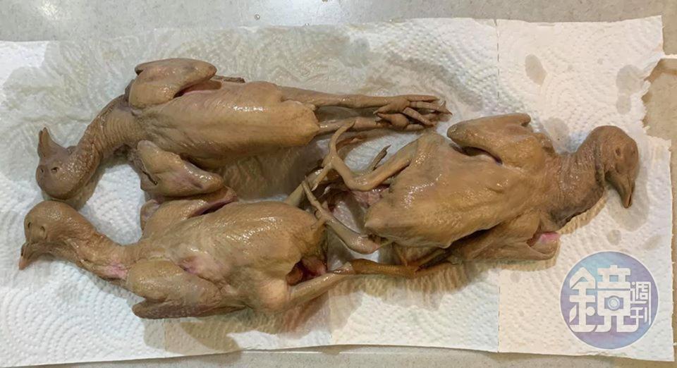 經過冷滷充分置換血水、上色後的乳鴿。