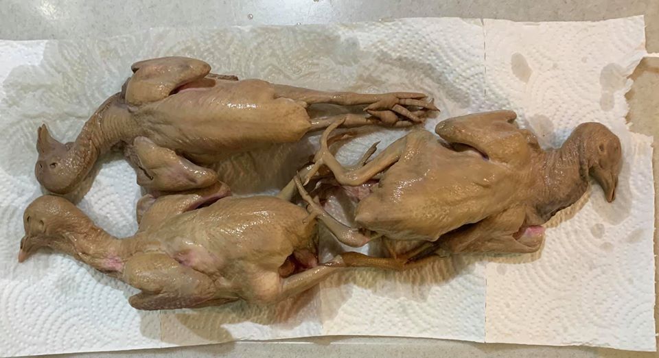 經過冷滷充分置換血水、上色後的乳鴿。