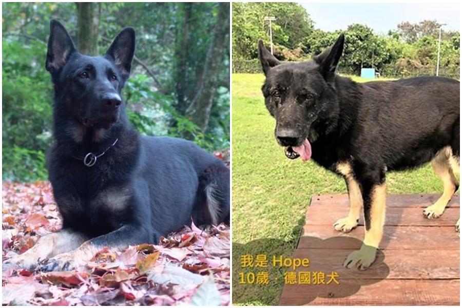 退役搜救犬「Hope」被新主人放養走失,讓大票網友相當不捨。(翻攝自消防署)。