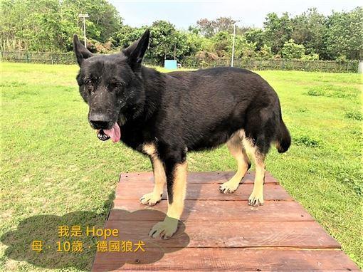 滿退役年退役年限的「Hope」,想憑氣味找回消防署的路。(翻攝自消防署)