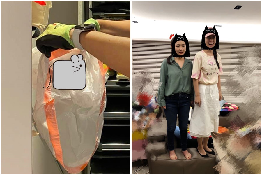 Selina任家萱收到朋友所送的一箱芒果，箱裡竟有一隻小老鼠。（翻攝自Selina臉書）