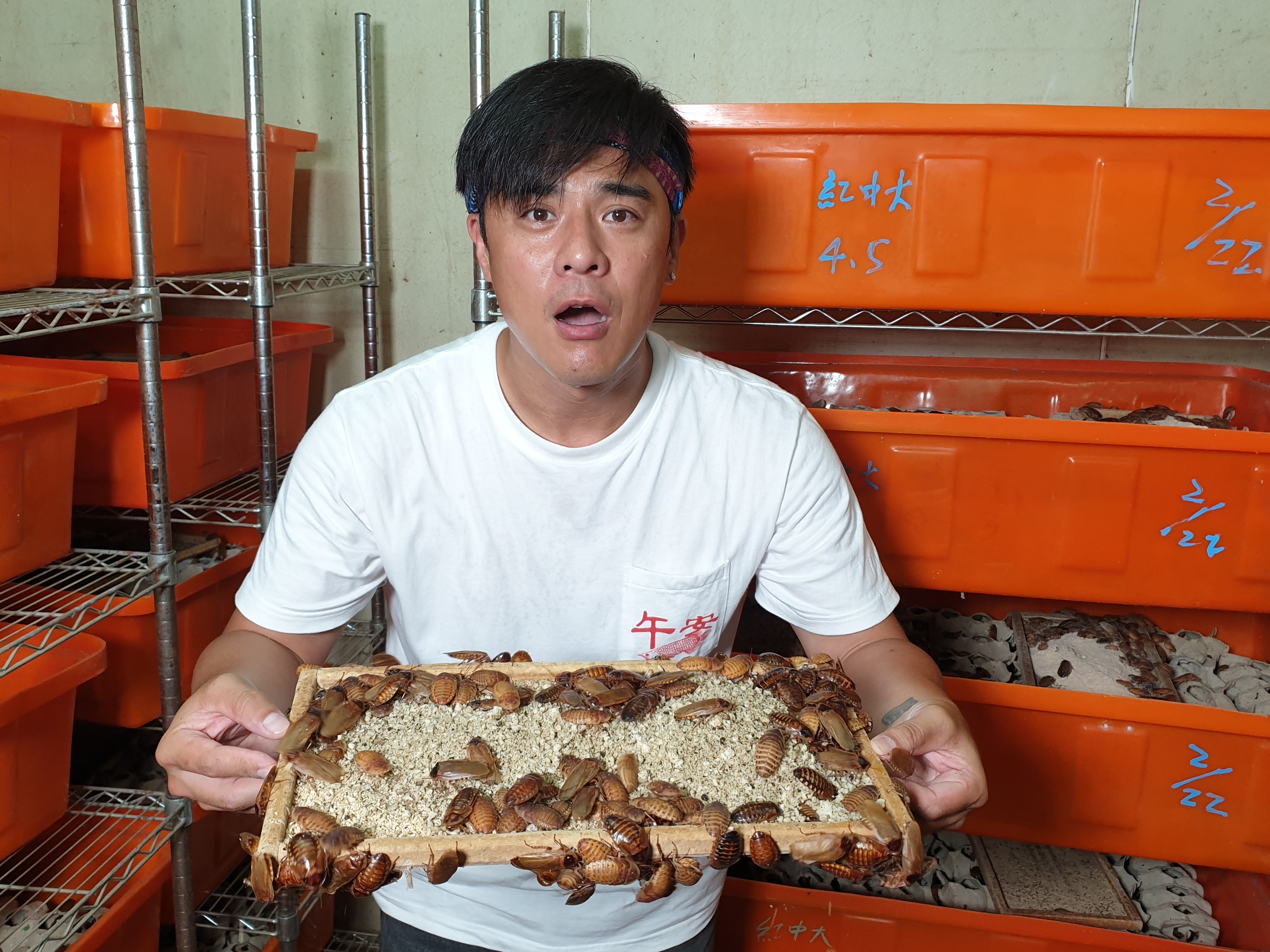 竇智孔造訪蟑螂養殖場，體驗鹹酥炸蟑螂！（八大提供）