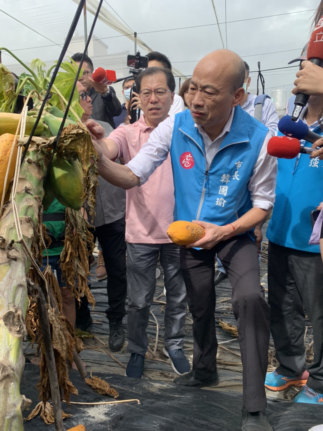 高雄市長韓國瑜今日到美濃、旗山視察木瓜農損。（高雄市政府提供）