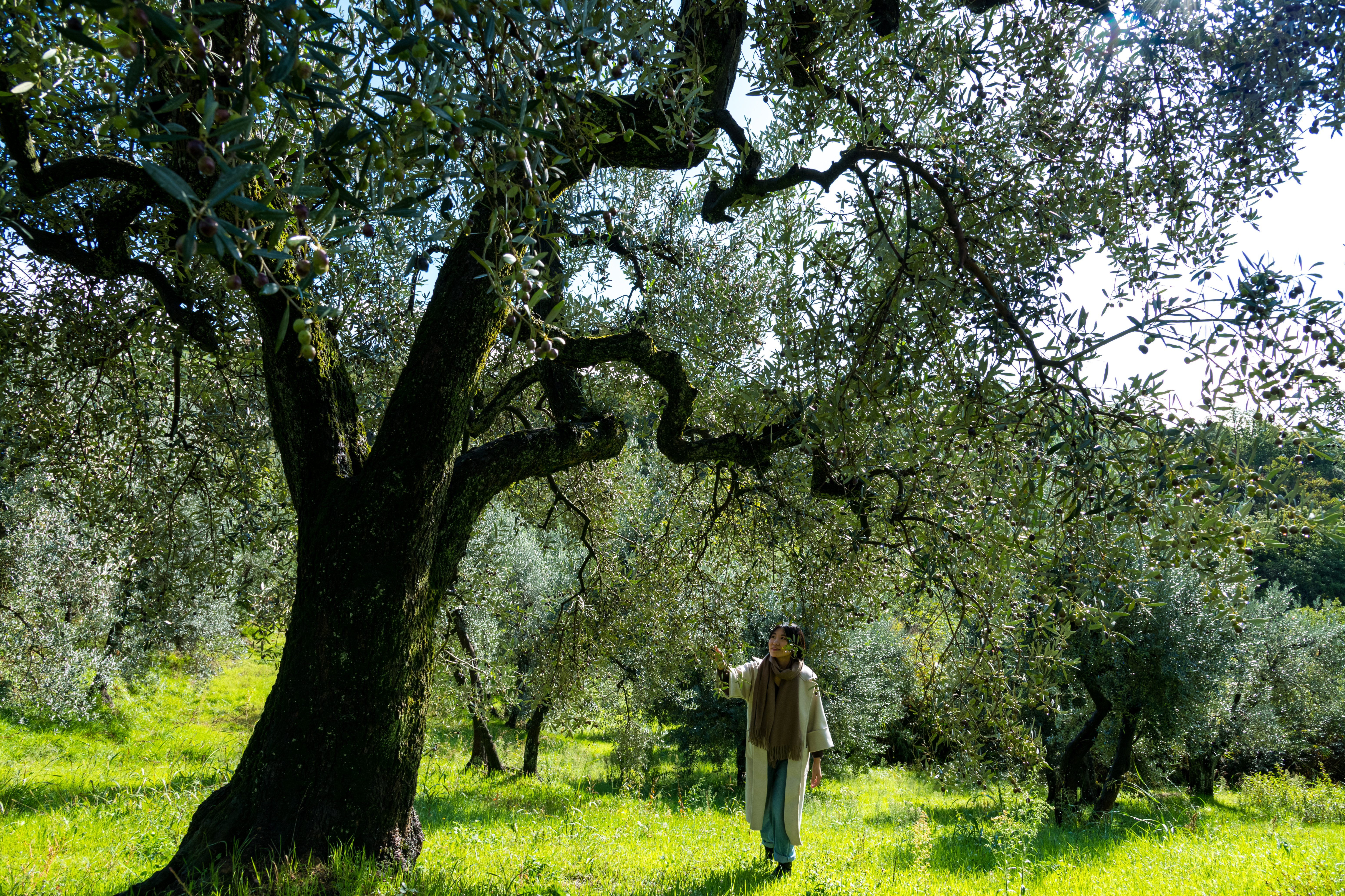 靠近達文西故居的山丘，也是頂級橄欖油產地。