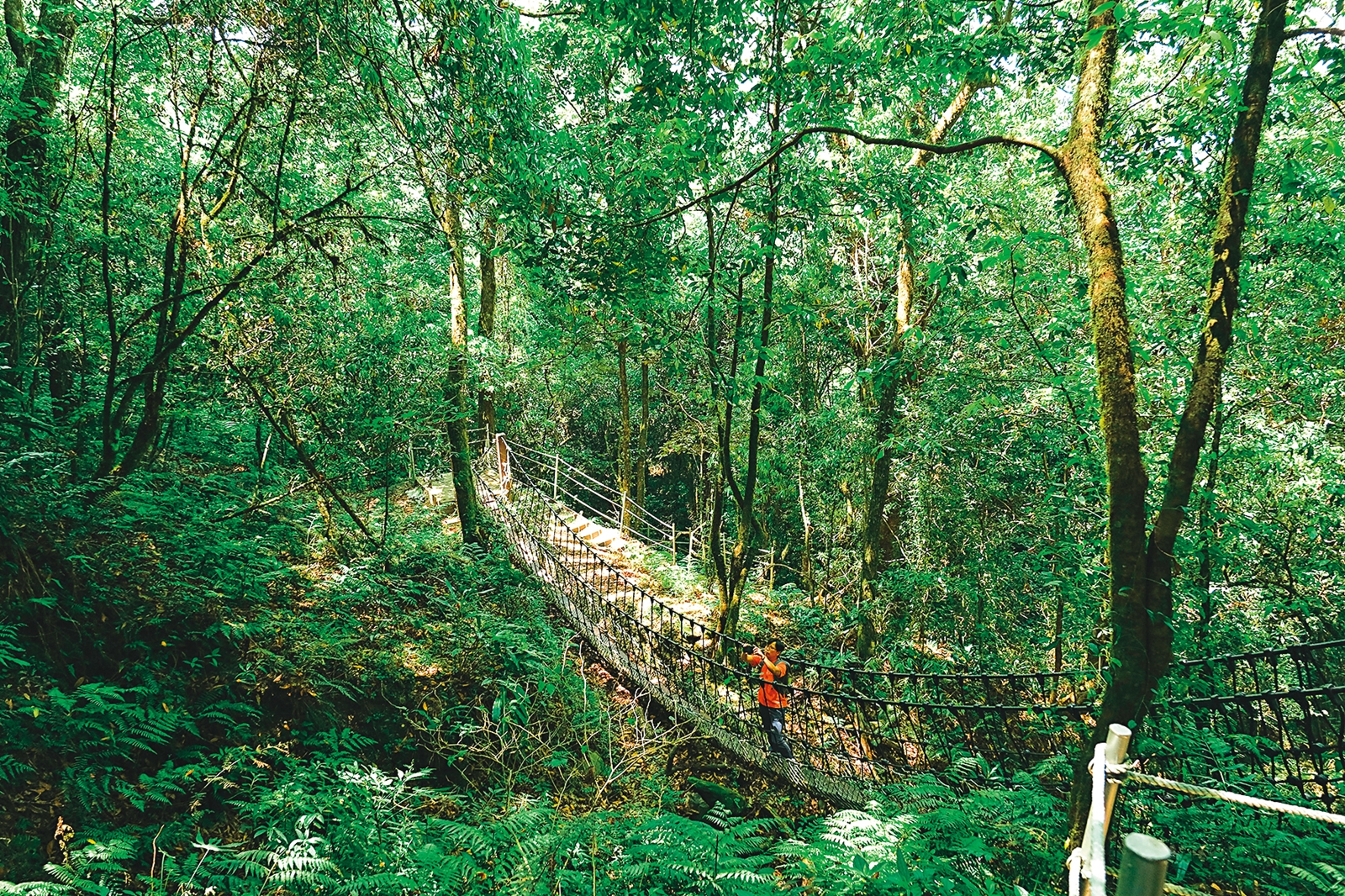步道途中有二座以不破壞當地地質為目的搭建的繩橋，走來樂趣十足。