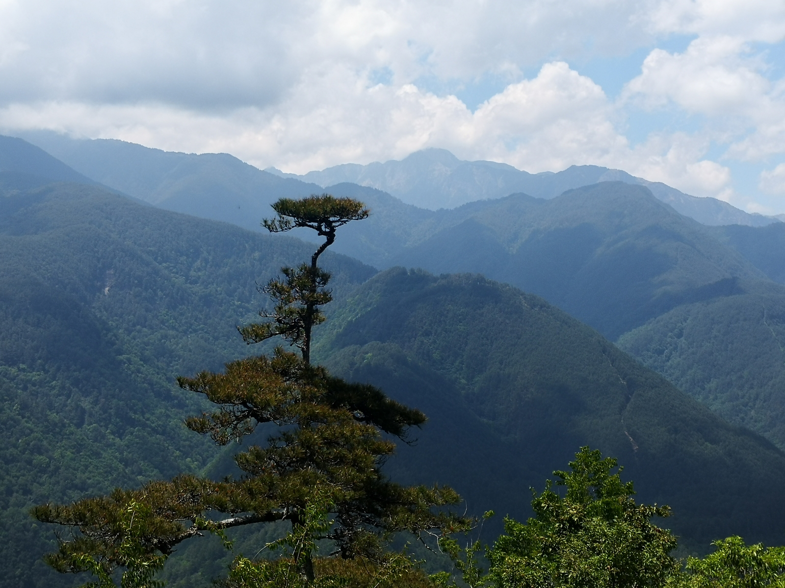 覽勝亭上一支獨秀的松樹與雪山，是當日我遇見最美麗的風景。