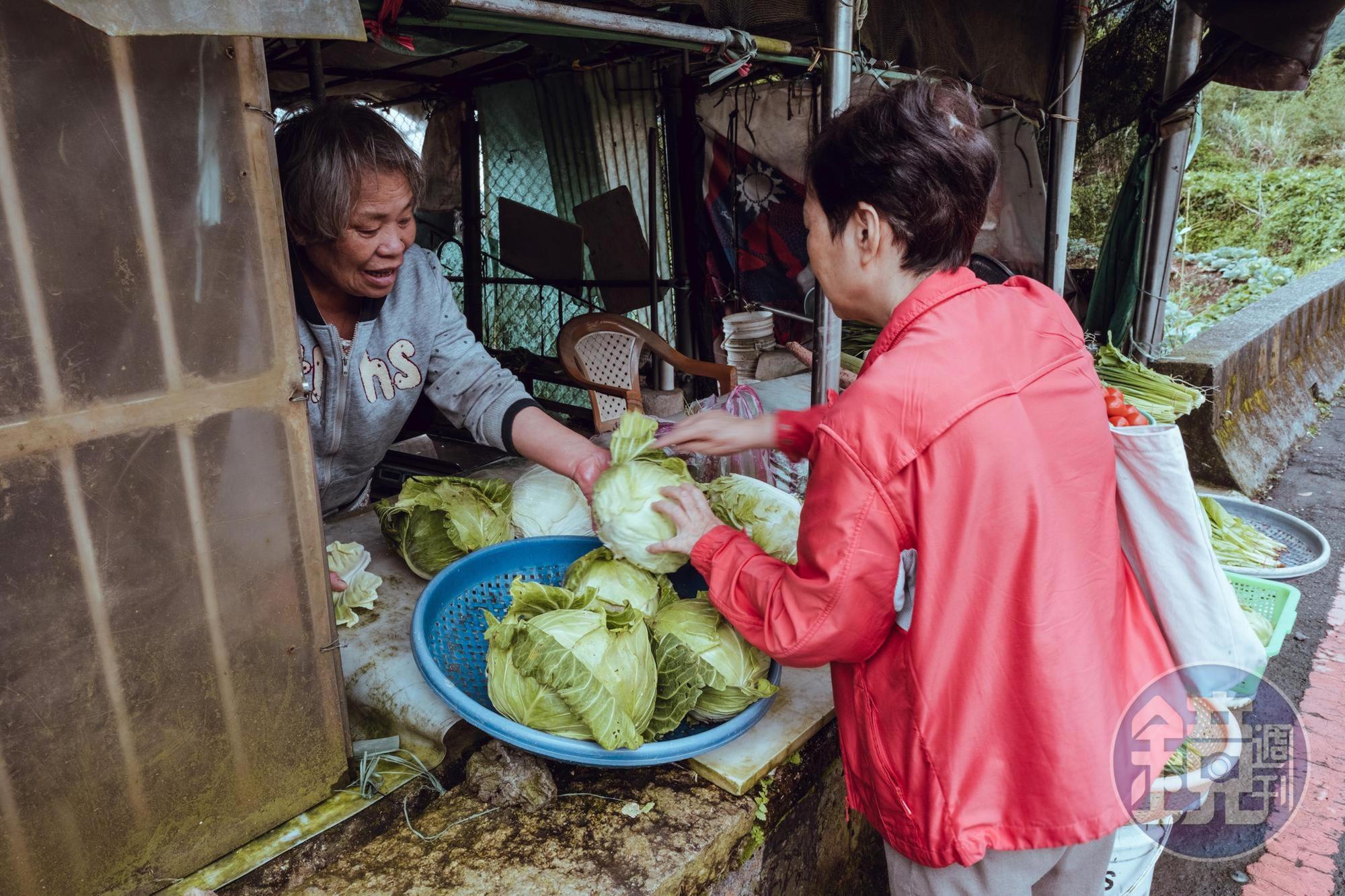 慢慢散步往賞花區,在路旁賣的高山高麗菜相當清脆好吃,走過路過帶一顆回去不會失望。
