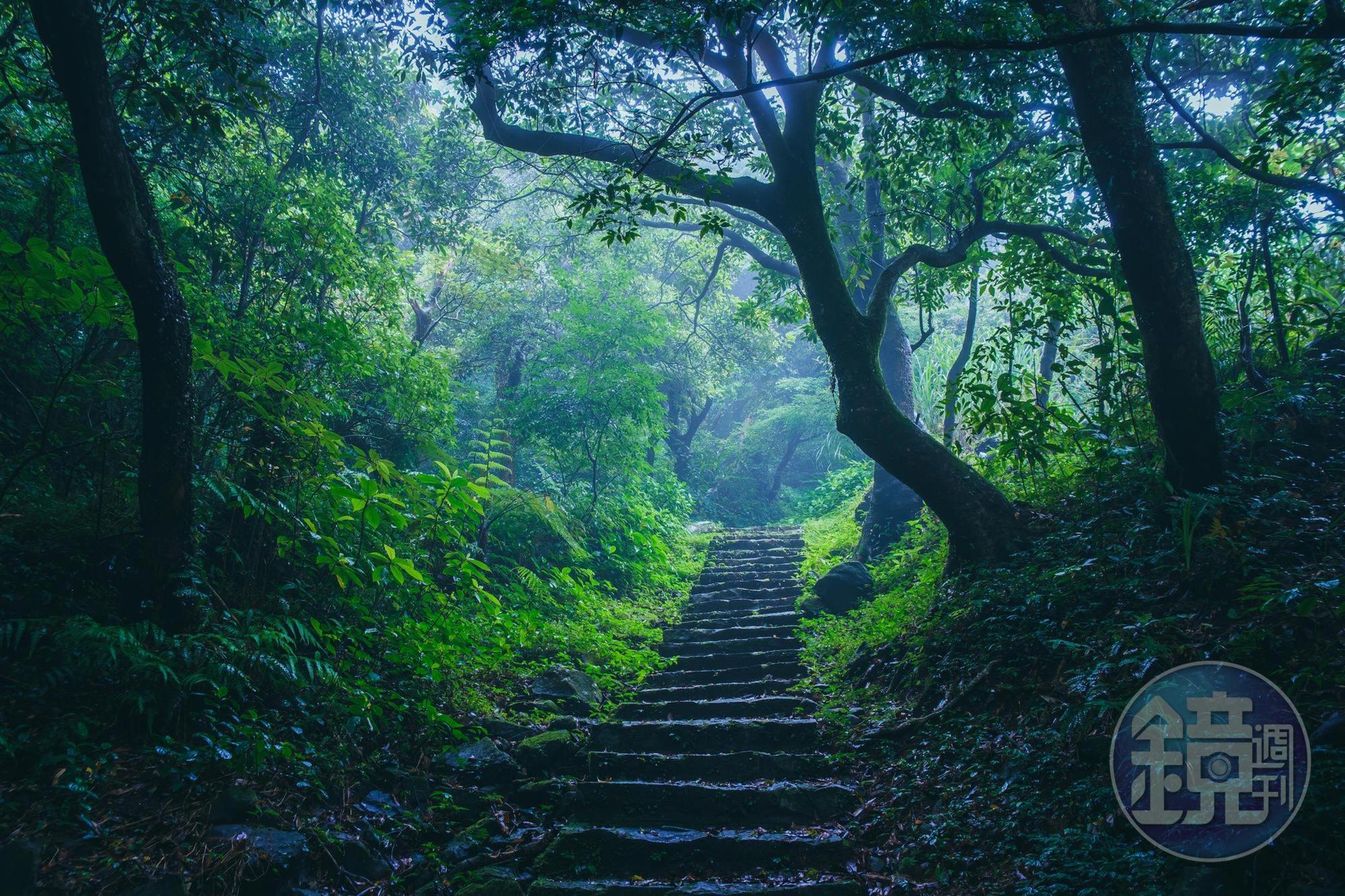 沿路地面都很濕滑,林蔭之間腳步得小心。