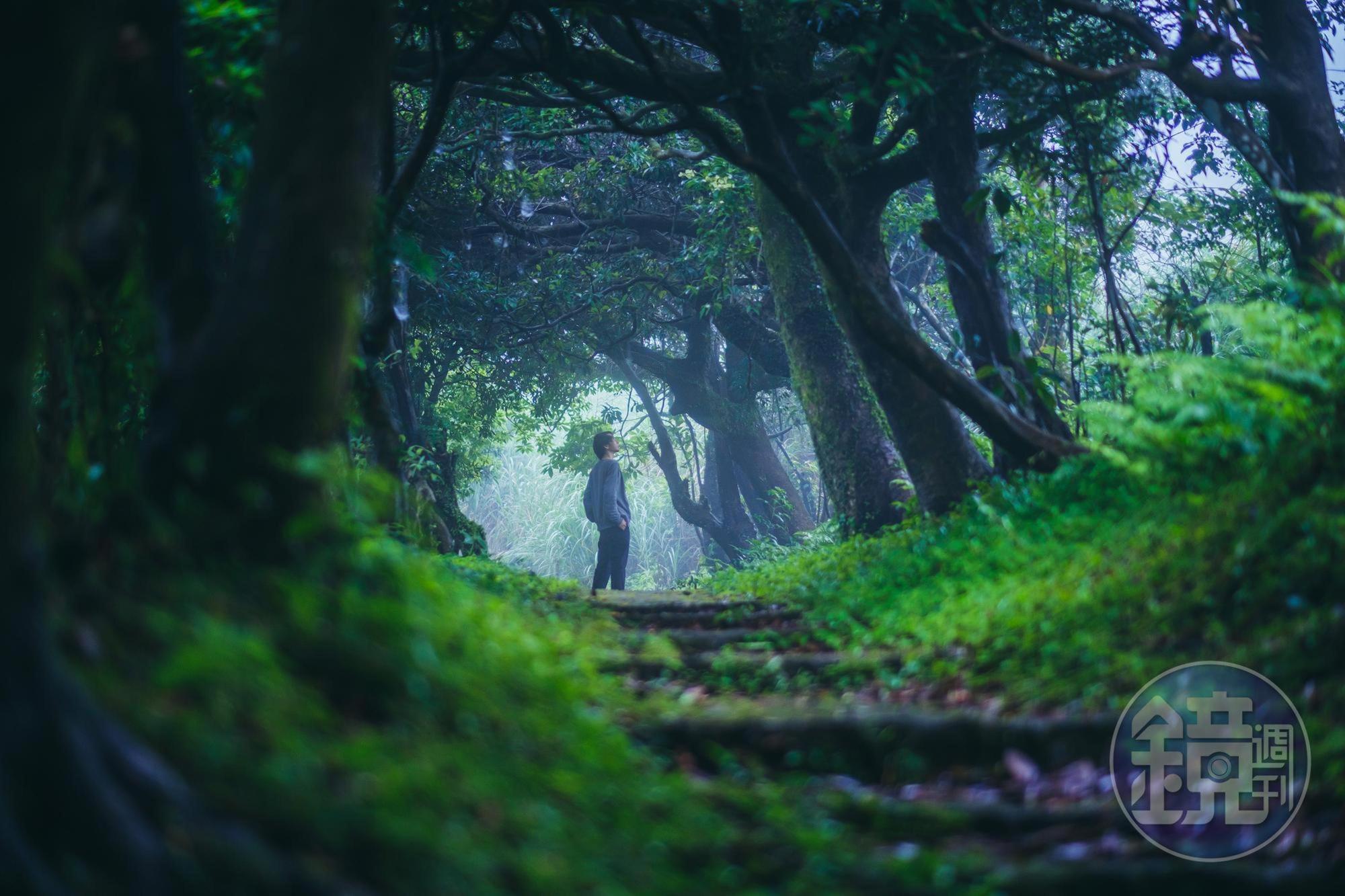 不算長的水尾巴拉卡步道,平緩好走,在梅雨中浮現著夢幻的情境氛圍,盤枝錯結的樹木宛如魔戒電影場景。