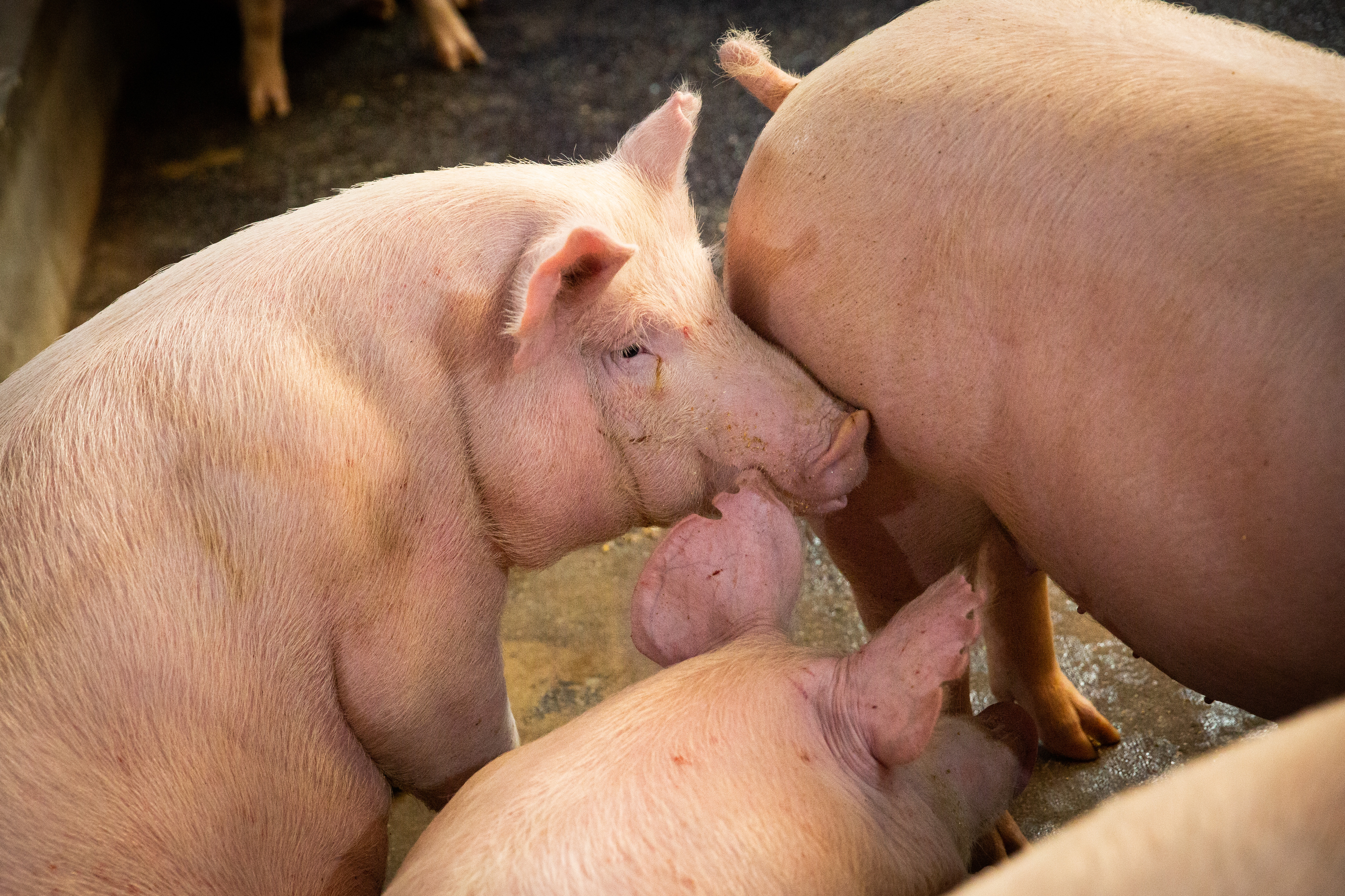 台灣（台灣、澎湖、馬祖，不含金門）口蹄疫拔針通過OIE審核，有望於下週正式脫離疫區。示意圖，本刊資料照。