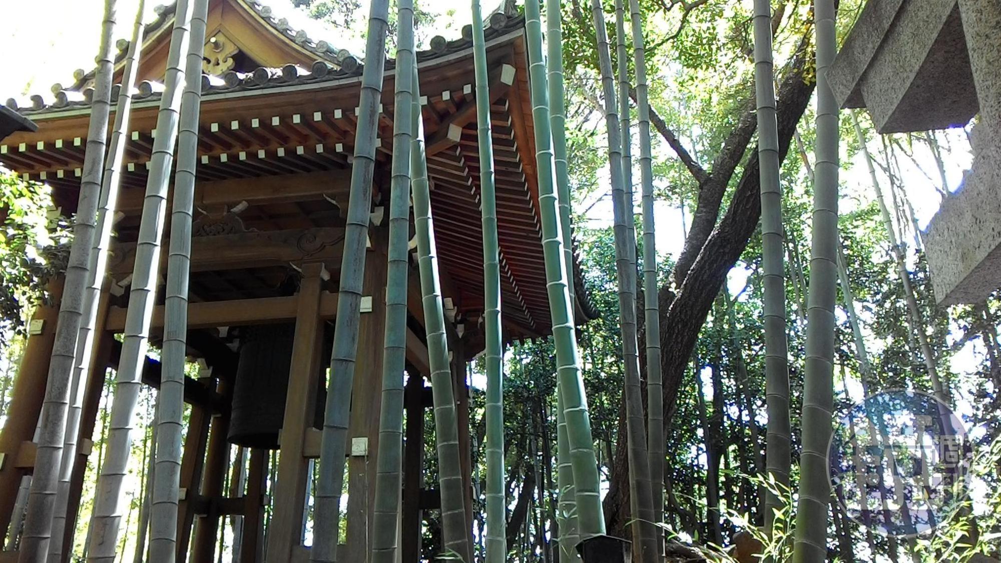 建功寺後山的竹林。