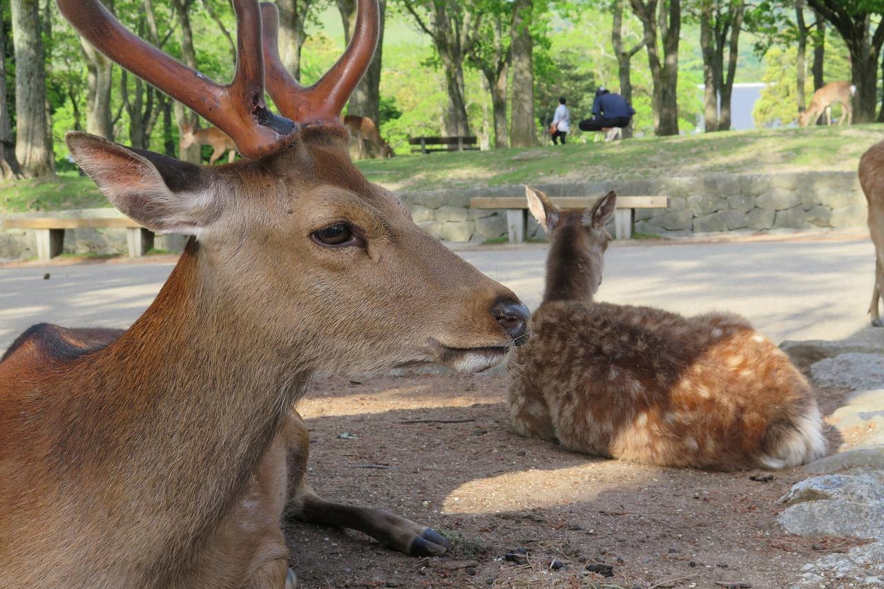 知名部落客魚漿夫婦在臉書分享，奈良公園的鹿身上有大量蜱蟲，提醒不要用手觸摸。（示意圖，Pixabay／oichan7）
