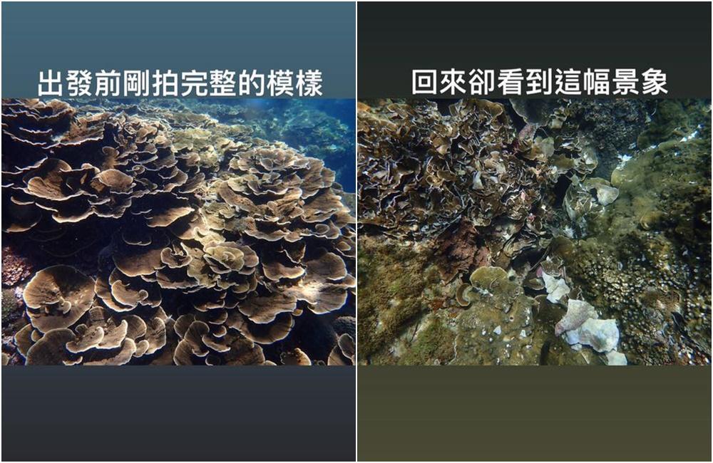 潛水員拍下珊瑚在被遊客踩踏前後的對比照片。（翻攝自PENNY 愛潛水粉絲專頁）